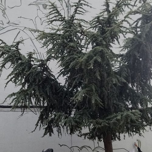 obra-soy-rural-soy-real-proceso4